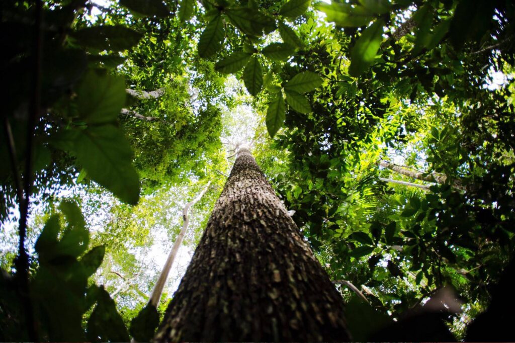 Bioeconomia Amazonia 1 Portal Fred Novaes