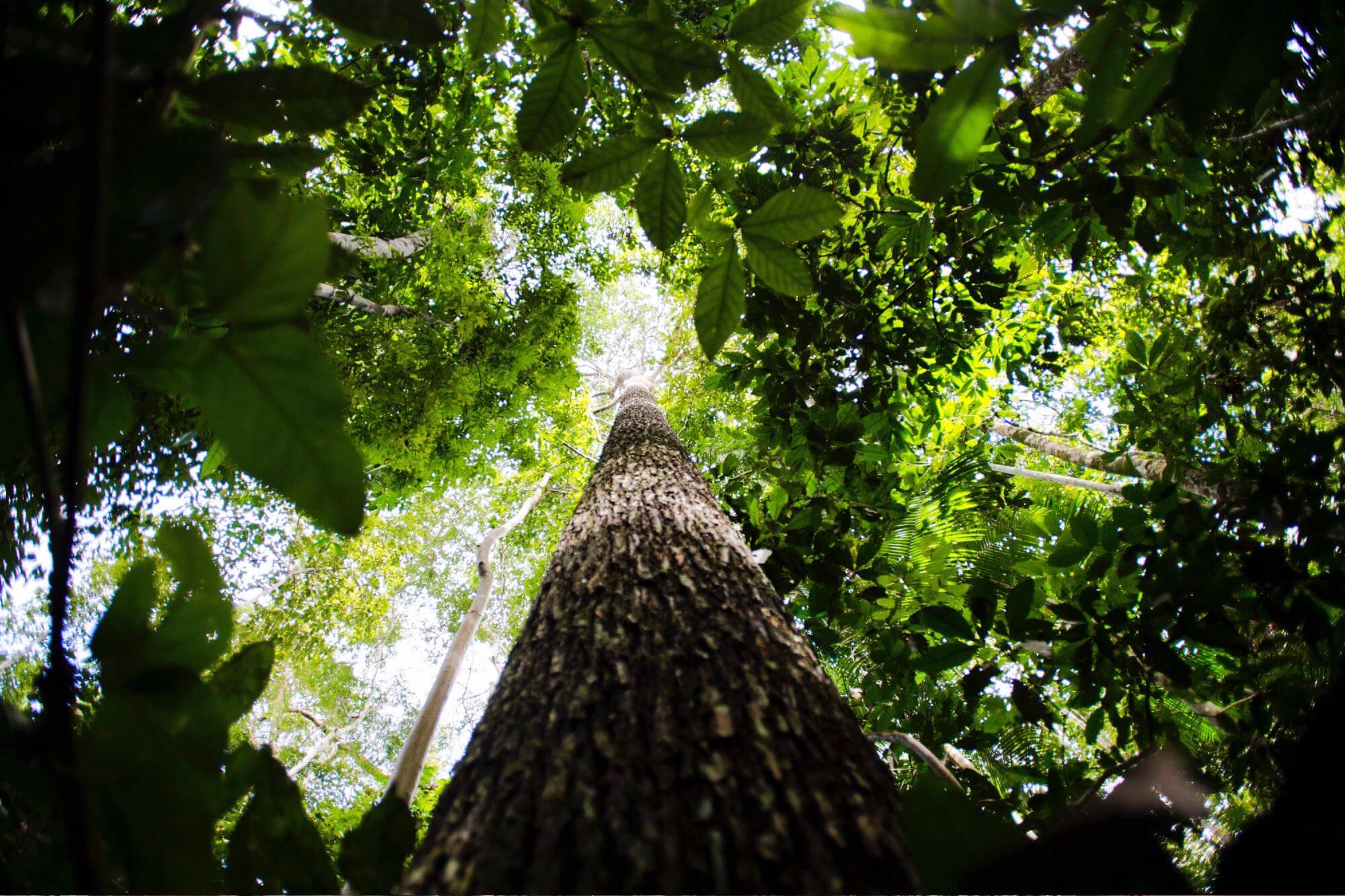 Brasil pode faturar até US$ 140 bilhões por ano com bioeconomia até 2032
