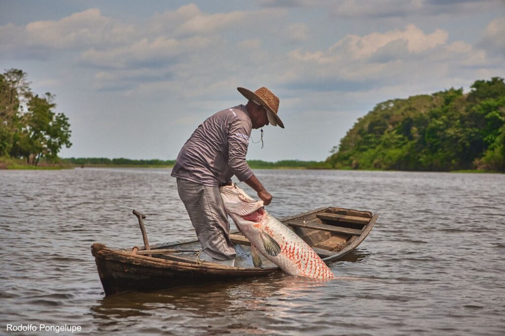 Pirarucu 1 Portal Fred Novaes