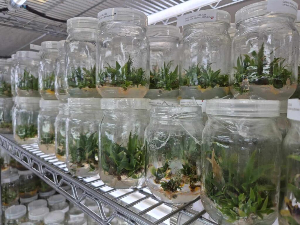 bioeconomia em Manaus 1 Portal Fred Novaes