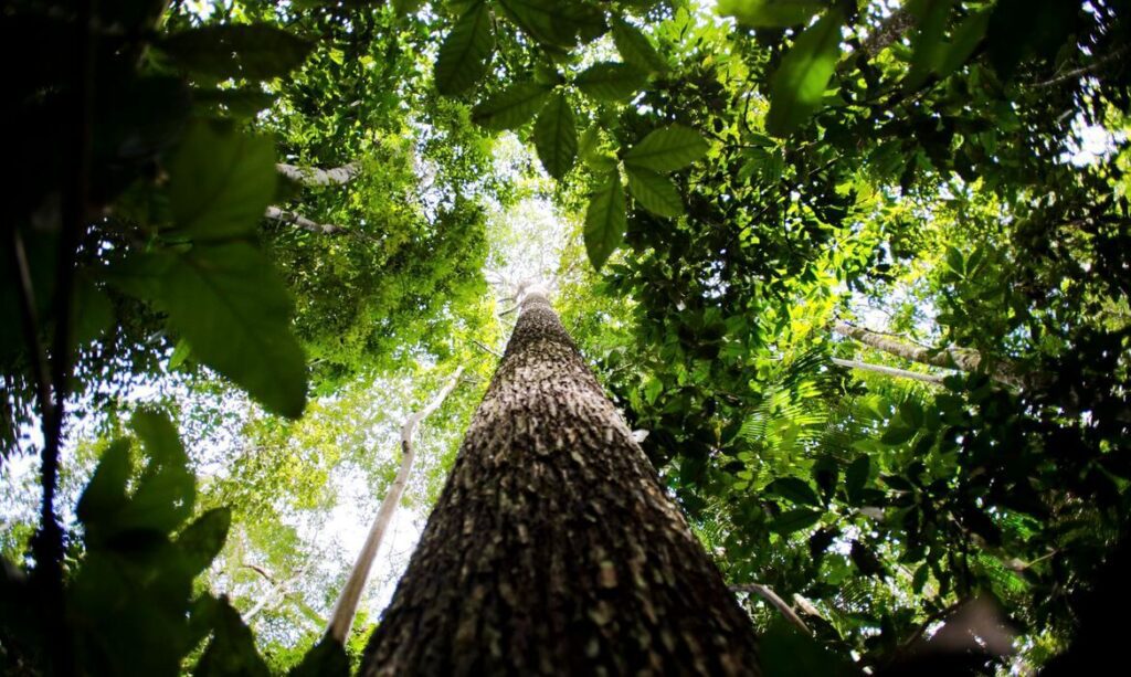 economia verde dialogos amazonicos fgv 1 Portal Fred Novaes