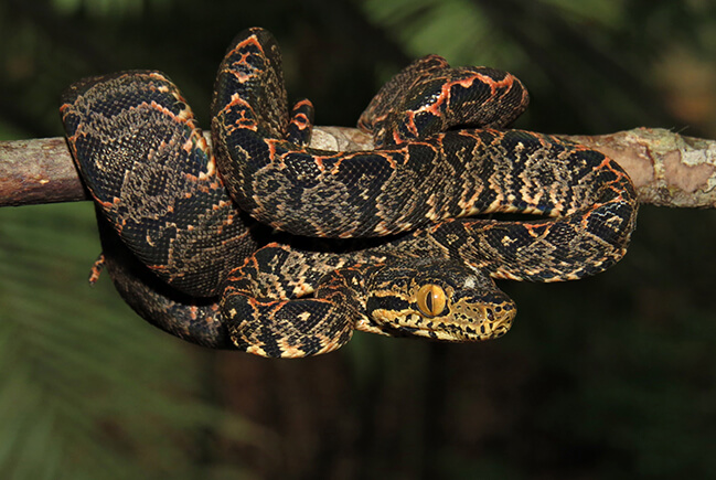 Corallus hortulanus suacuboia 1 Portal Fred Novaes