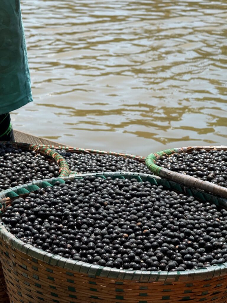 Aceleradoras impulsionam a bioeconomia amazonica 2 Portal Fred Novaes