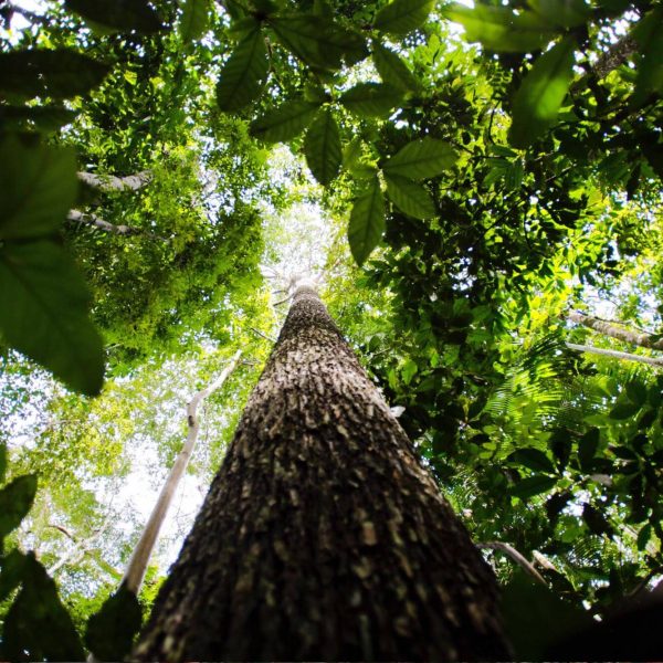 Brasil pode faturar até US$ 140 bilhões por ano com bioeconomia até 2032