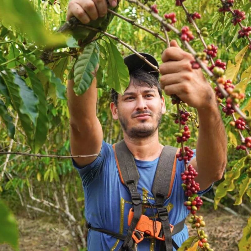Café em Apuí ganha impulso com toque verde e sustentabilidade