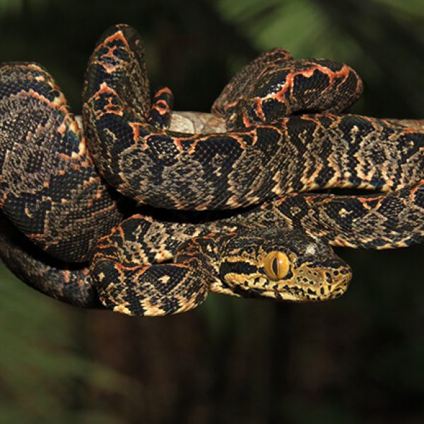 Quase duas mil picadas de cobras ao ano no Amazonas acenda alerta para período de cheia