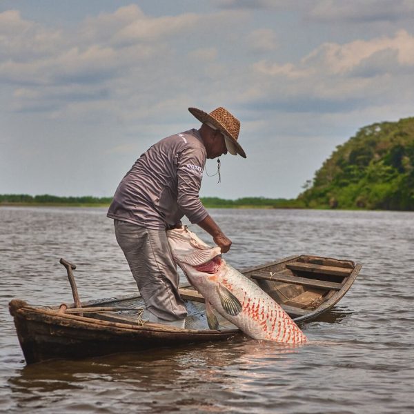 Projeto fortalece cadeia do pirarucu e amplia alternativas de renda na Amazônia