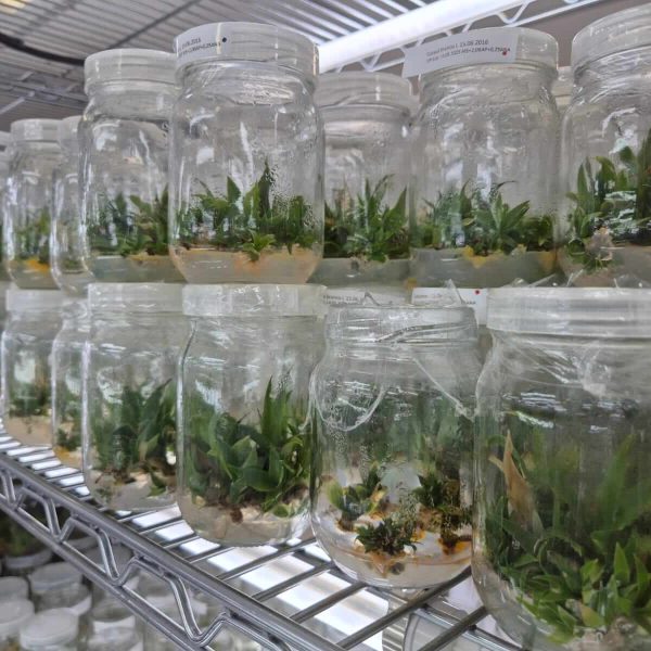 Manaus avança para ser o epicentro urbano da bioeconomia amazônica