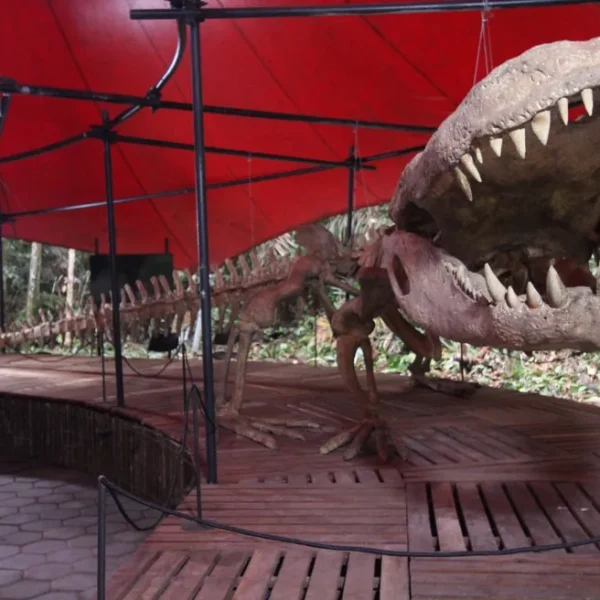 Purussaurus à vista: Amazonas prepara dossiê para Geoparque com fósseis de crocodilo gigante